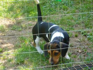 Bobby, Beaglemischlingsrüde, geb. ca. März 2016 26619661ef