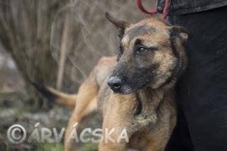 NOTFALL - B.Tomi, Schäferhundmischlingsrüde, geb. ca. Februar 2011 26682364zs