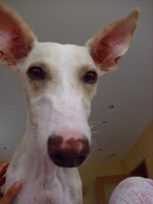 Lucas Galgo  sucht ein Zuhause 2673344