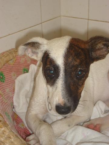 Ratonera-Mix THAIS sucht Adoptivefamilie -reserviert- 2696215