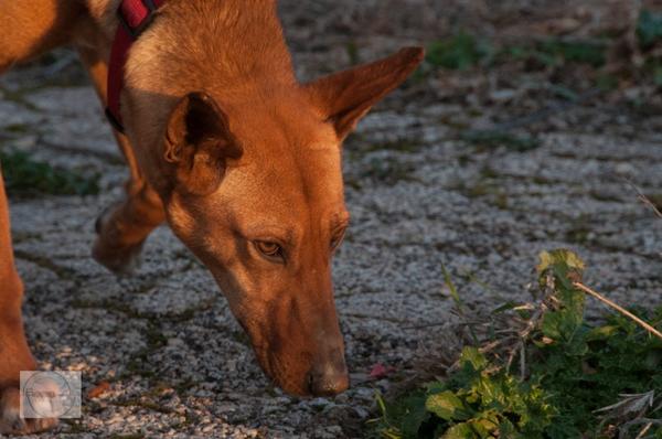 Wieder ein neuer Pflegehund - Seite 2 27002474sy