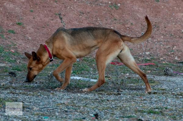 Wieder ein neuer Pflegehund - Seite 2 27002475hh