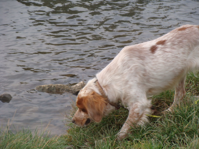 JINGLE - epagneul breton 2 ans de Spa Bigorre à Tarbes (65) - en FA chez  asso Bretonen in Not, Deutschland 27056590in