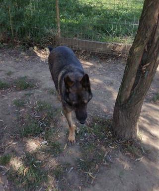 Xena, Schäfermischlingshündin, Karmacs 27084048ci