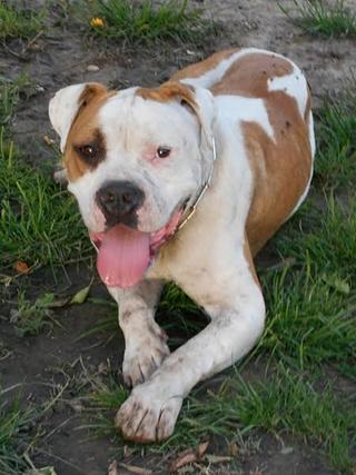 Diego, Bulldoggenmischlingsrüde, geb. ca. August 2014 27093340cj