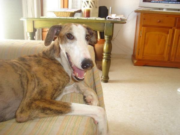 D: Galgo Careto aus Andalusien sucht dringend ... - Galgo-Lovers - 2726220