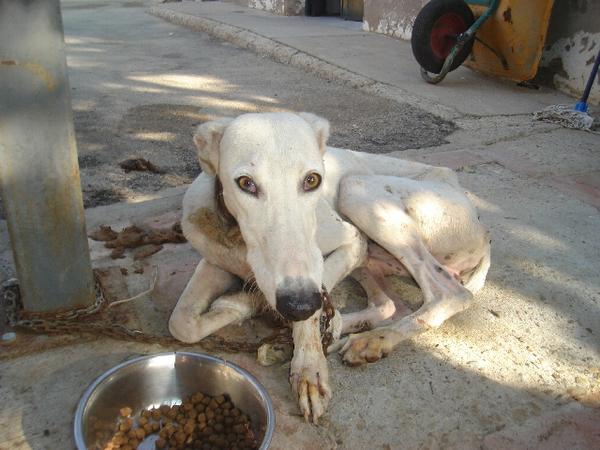 Galgo PRINCE aus Gesser sucht -Galgo-Lovers- 2728656