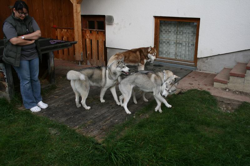 Winterfeste Hütten und Zwingeranlagen 27321736ln