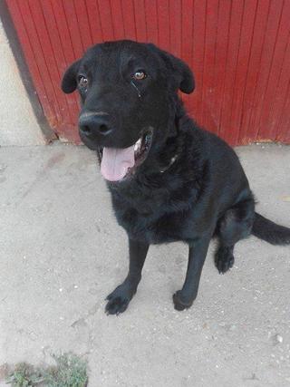 Bruno, Labradormischlingsrüde, geb. ca. Mai 2015 27376438ya