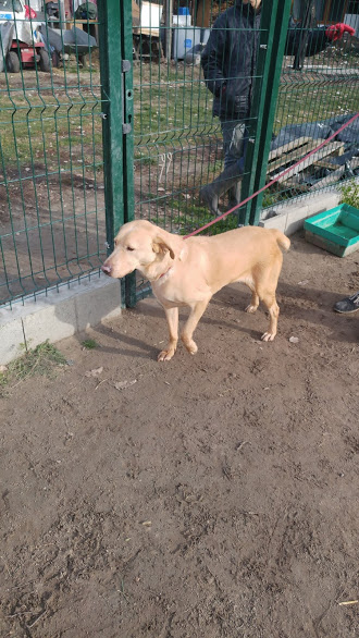 Deryl (ex 95K  Buddy) - schüchterner Labrador-Mix dem Tode von der Schippe gesprungen 27496771vt