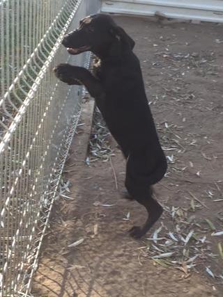 Ricky, Viszla-Labrador-Mischlingsrüde, geb. ca. August 2016 27511091ne