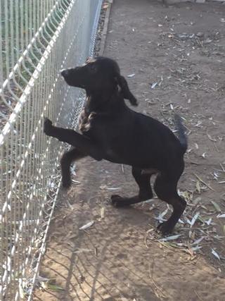 Ricky, Viszla-Labrador-Mischlingsrüde, geb. ca. August 2016 27511092qy