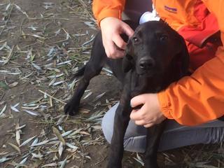 Ricky, Viszla-Labrador-Mischlingsrüde, geb. ca. August 2016 27511097ix