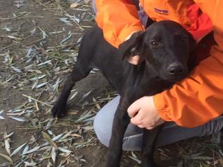 Ricky, Viszla-Labrador-Mischlingsrüde, geb. ca. August 2016 27511098np