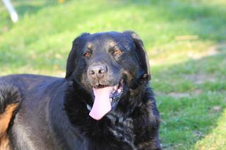 Buksi, Rottweiler-Labrador-Mischlinsrüde, geb. ca. April 2007 27545842ke