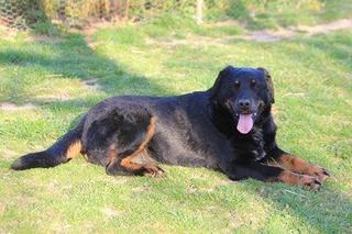 Buksi, Rottweiler-Labrador-Mischlinsrüde, geb. ca. April 2007 27545844de