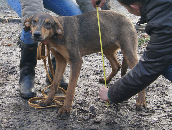 Doris - ein freundliches und sehr sportliches Vizslamix-Mäderl 27705365me