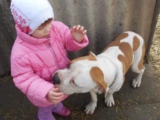 Diego, Bulldoggenmischlingsrüde, geb. ca. August 2014 27729043mv