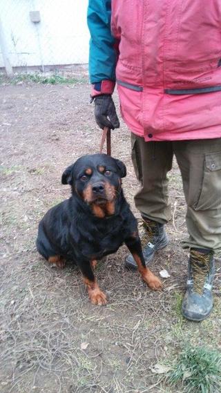 Nelli, Rottweilermischlingshündin, geb. ca. Januar 2010 27848759wu