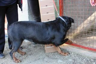 Nelli, Rottweilermischlingshündin, geb. ca. Januar 2010 27934470xb