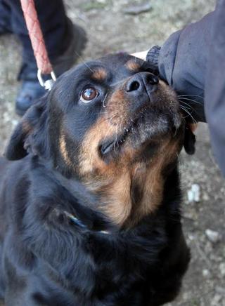 Nelli, Rottweilermischlingshündin, geb. ca. Januar 2010 27934471os