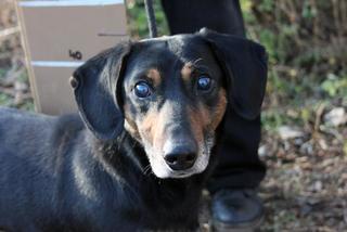 Retro, Dachshundmischlingsrüde, geb. ca. September 2008 27957863wn