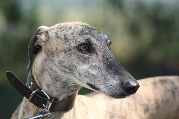 Galgo Trueno aus Andalusien sucht ... -Galgo-Lovers- - Seite 2 2797859