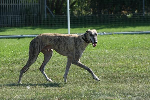 Galgo Trueno aus Andalusien sucht ... -Galgo-Lovers- - Seite 2 2797860