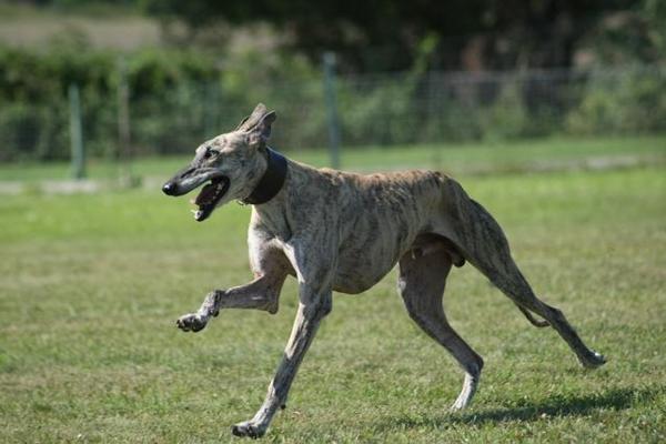 Galgo Trueno aus Andalusien sucht ... -Galgo-Lovers- - Seite 2 2797861