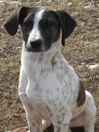 Lotti Bogancs lebt glücklich in Österreich 28053202at