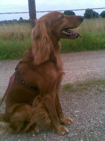 Setter Rex sucht dringend ein Zuhause 2814148