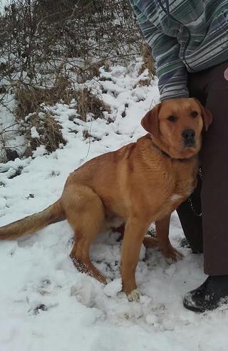 Bruno, Labradormischlingsrüde, geb. ca. Juli 2013 28205892ii