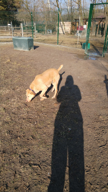 Deryl (ex 95K  Buddy) - schüchterner Labrador-Mix dem Tode von der Schippe gesprungen - Seite 2 28269325ss