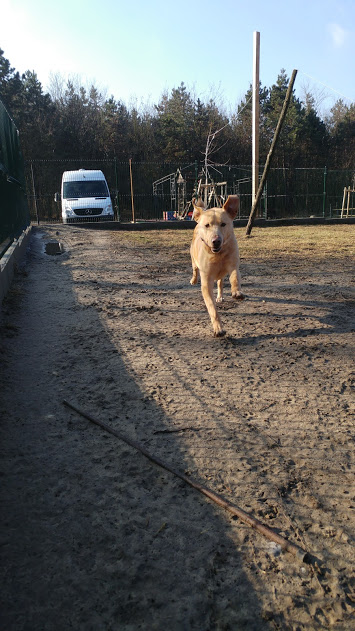 Deryl (ex 95K  Buddy) - schüchterner Labrador-Mix dem Tode von der Schippe gesprungen - Seite 2 28269326rp