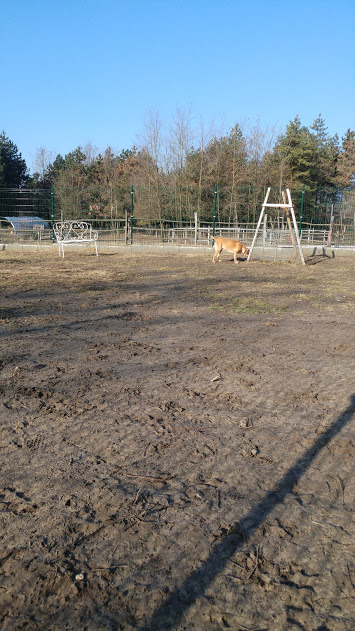 Deryl (ex 95K  Buddy) - schüchterner Labrador-Mix dem Tode von der Schippe gesprungen - Seite 2 28269328tf