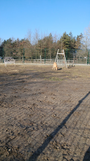 Deryl (ex 95K  Buddy) - schüchterner Labrador-Mix dem Tode von der Schippe gesprungen - Seite 2 28269329ni