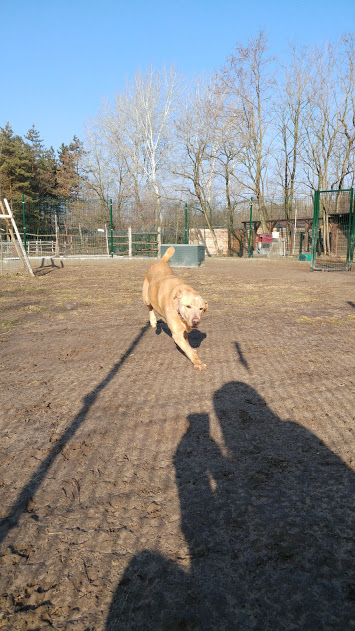 Deryl (ex 95K  Buddy) - schüchterner Labrador-Mix dem Tode von der Schippe gesprungen - Seite 2 28269330yo