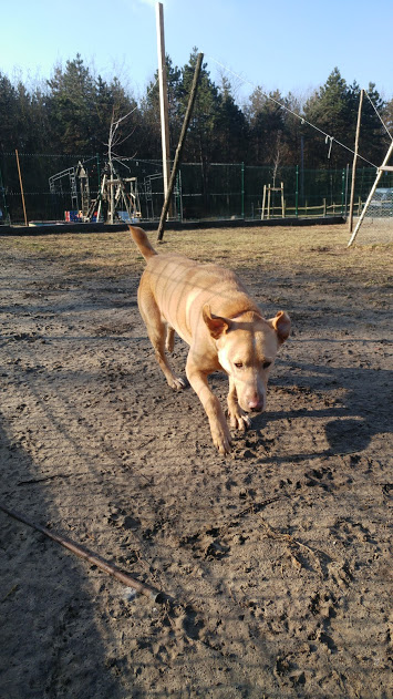 Deryl (ex 95K  Buddy) - schüchterner Labrador-Mix dem Tode von der Schippe gesprungen - Seite 2 28269331lc