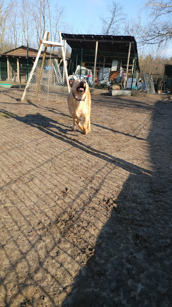 Deryl (ex 95K  Buddy) - schüchterner Labrador-Mix dem Tode von der Schippe gesprungen - Seite 2 28269354qi