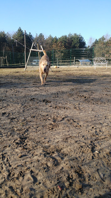 Deryl (ex 95K  Buddy) - schüchterner Labrador-Mix dem Tode von der Schippe gesprungen - Seite 2 28269355ob