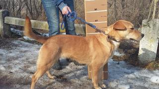 Bodza, Labrador-Staffordmischlingshündin, geb. ca. August 2015 28427531rm