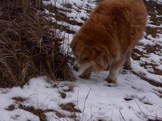 Zazu, Mischlingsrüde, geb. ca. Januar 2008 28457707ej