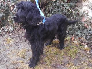 Rony, Cockermischlingsrüde, geb. ca. Februar 2016 28491950rh