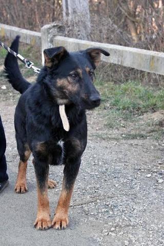 Cezar, Schäferhundmischlingsrüde, geb. ca. Januar 2012 28495624oq