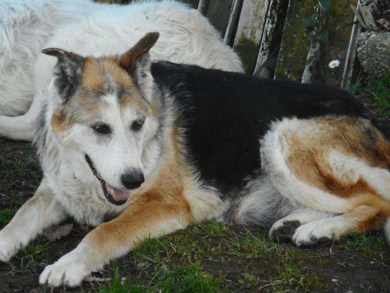 Bildertagebuch - Dora, eine ganz liebe Seele von Hundeomi sucht ein liebevolles Sofa - über ANDERE ORGA VERMITTELT! 28550713vi