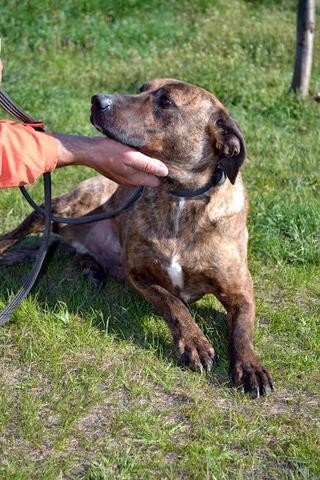 Merlin lebt jetzt glücklich in Österreich! 29069742mg