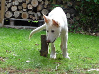 Loba, Junghund mit Geschichte sucht zu Hause 2908811