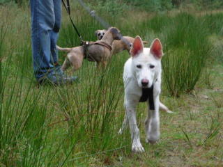 Loba, Junghund mit Geschichte sucht zu Hause 2908815