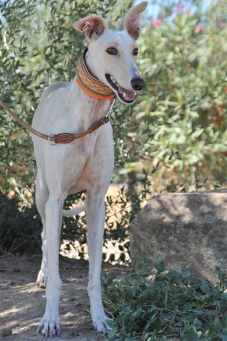 Galga Hadas aus San Anton sucht... 2914816