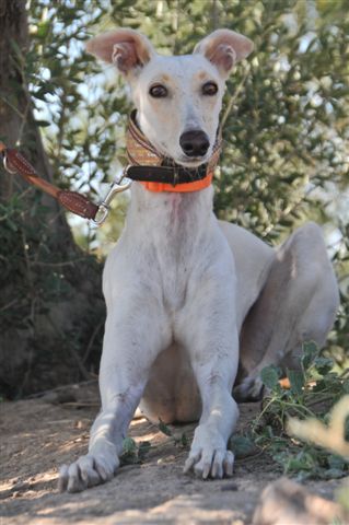 Galga Hadas aus San Anton sucht... 2914818